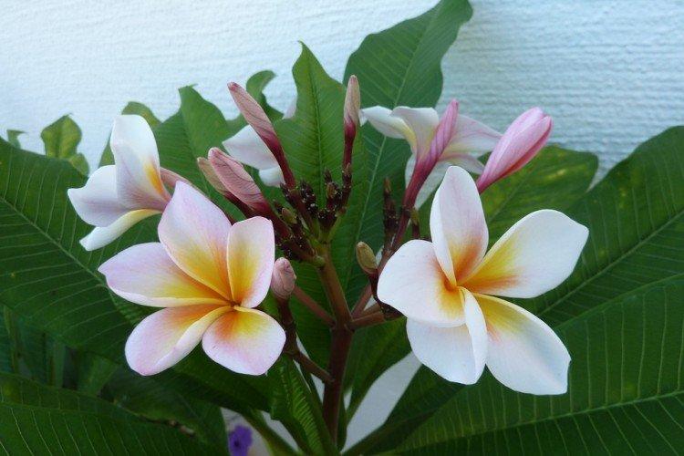 Pluméria
