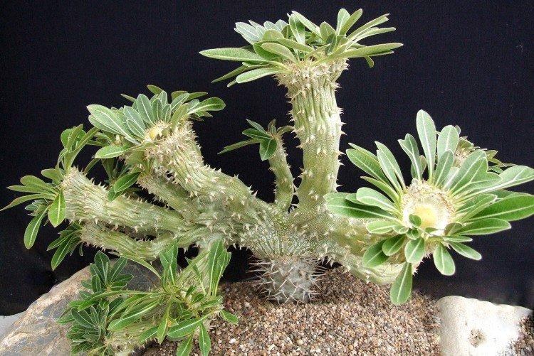 Pachypodium
