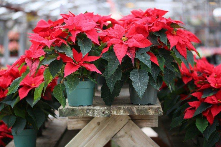 Poinsettias