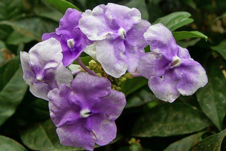 Brunfelsia