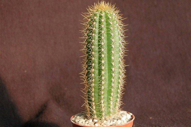 Trichocereus