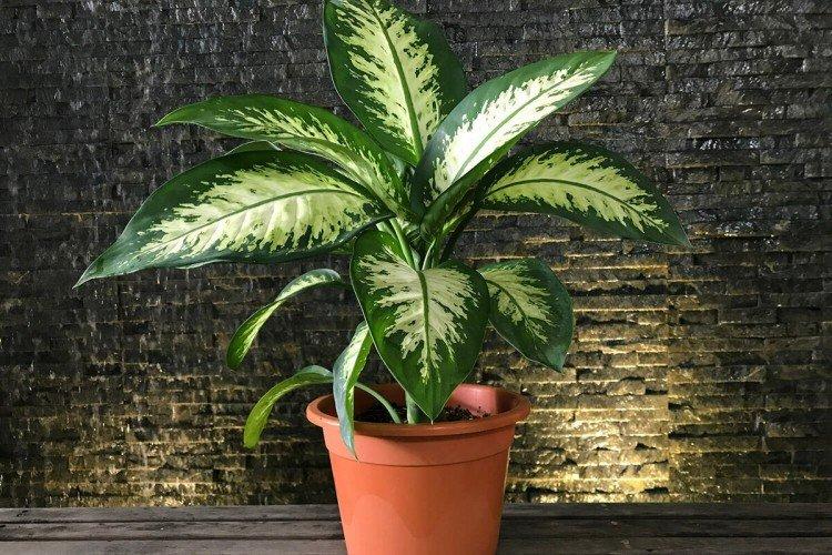 Dieffenbachia
