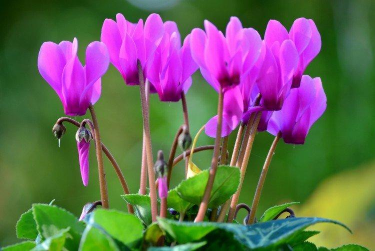 Cyclamen