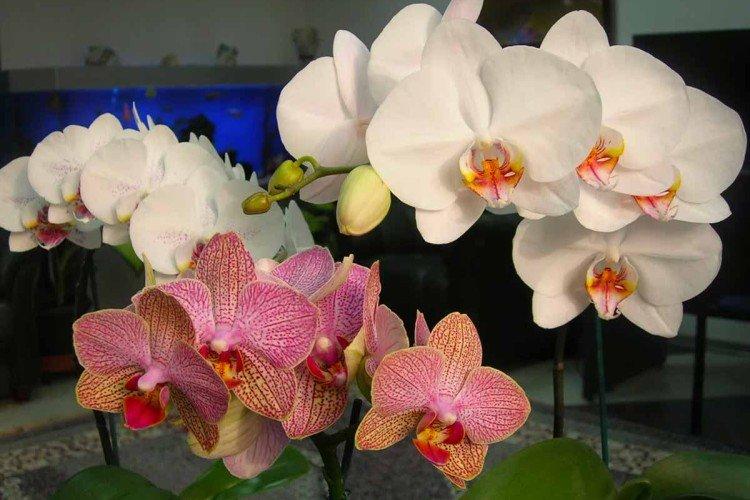 Phalaenopsis