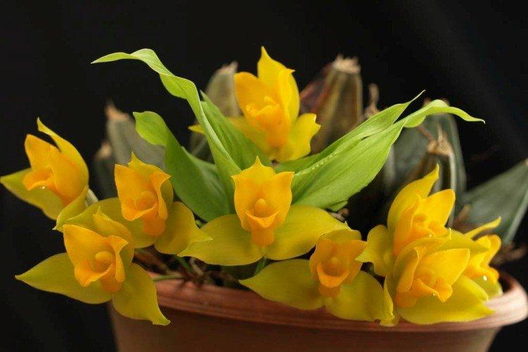 Lycaste