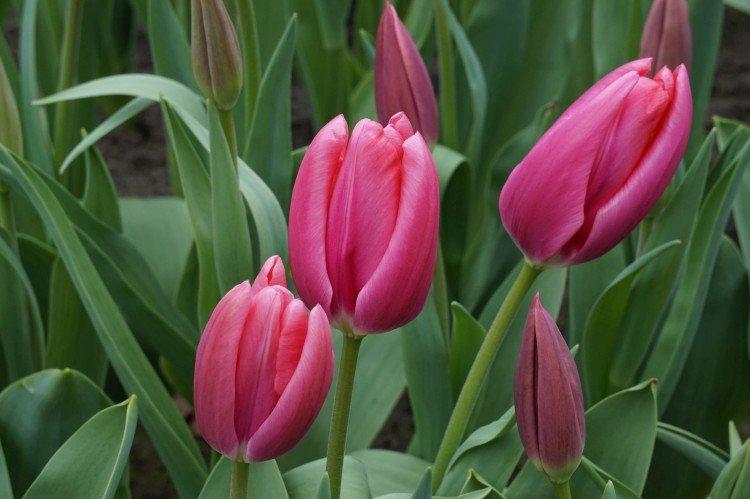 Tulipe