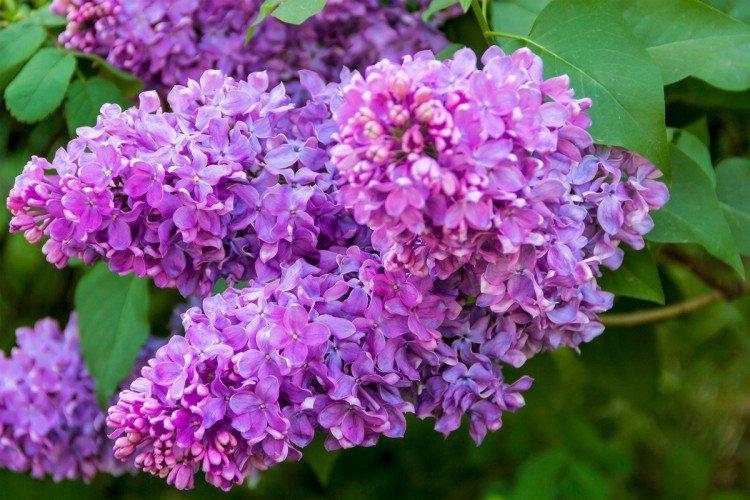 Lilas