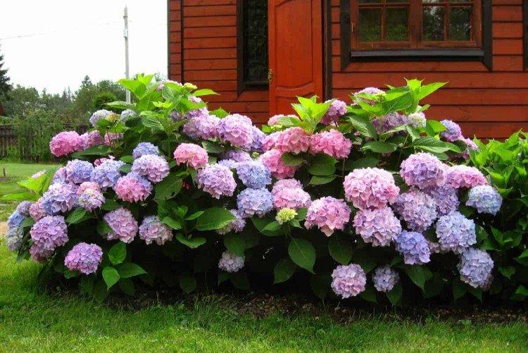Hortensia