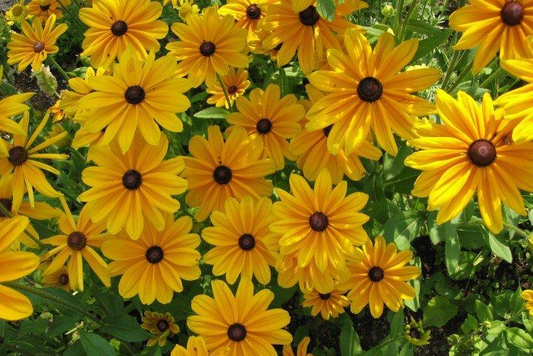 Rudbeckie
