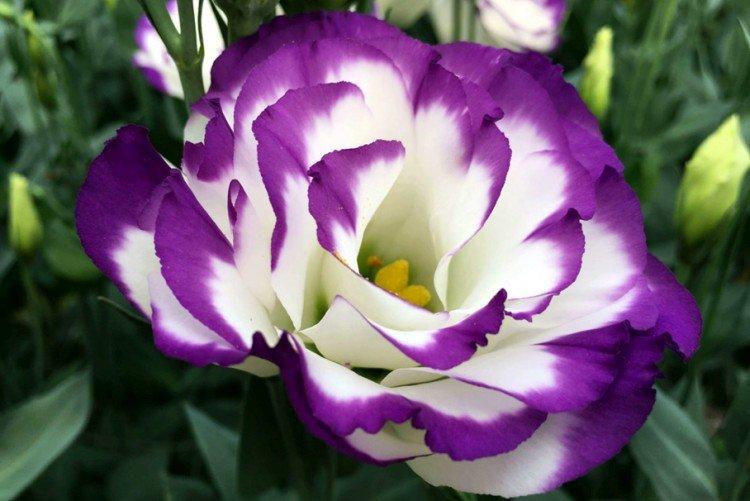 Eustoma
