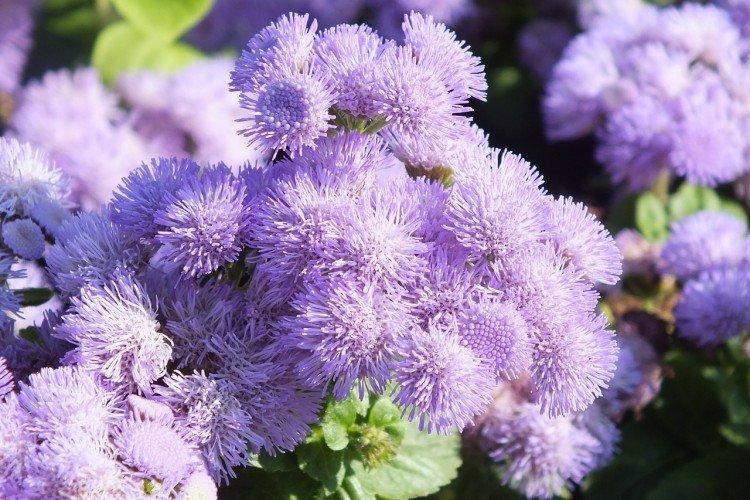 Ageratum