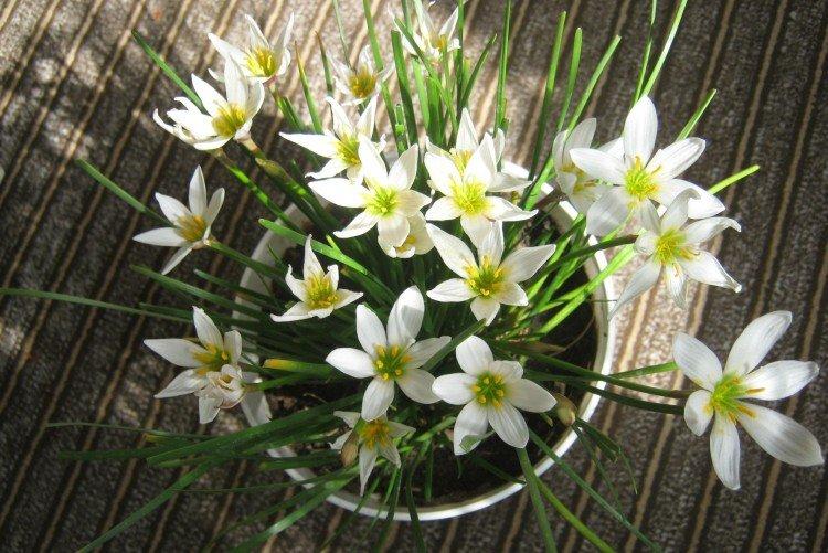 Zéphyranthes