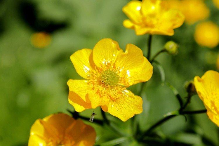 Renoncule à fleurs multiples