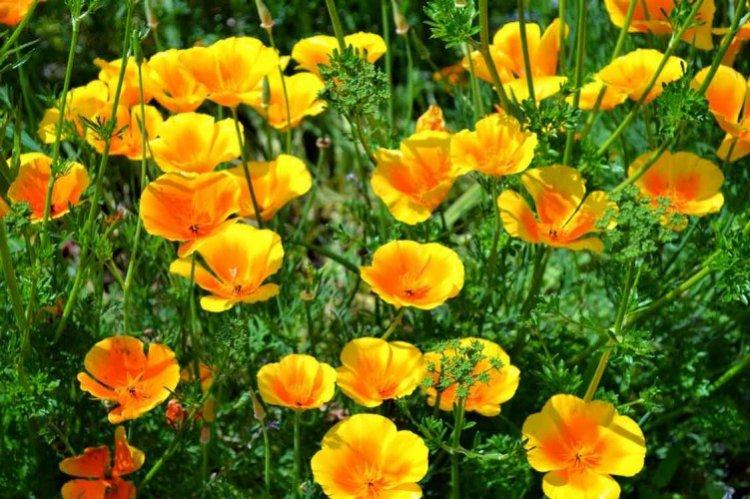 Eshsholzia (60 photos): types, plantation et soins en plein champ