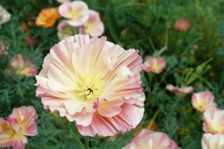 Engrais et alimentation