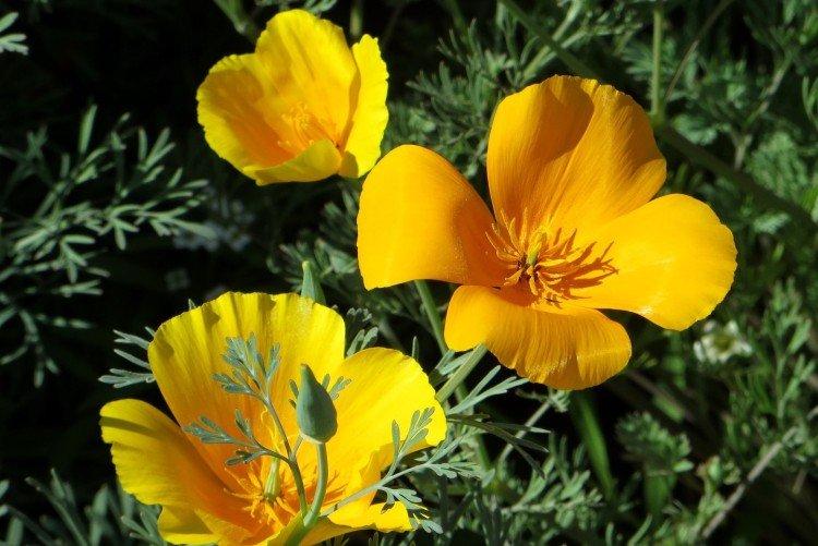 Escholzia - photo
