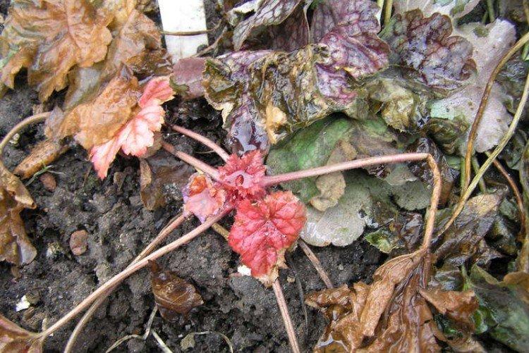 Lutte contre les parasites et les maladies