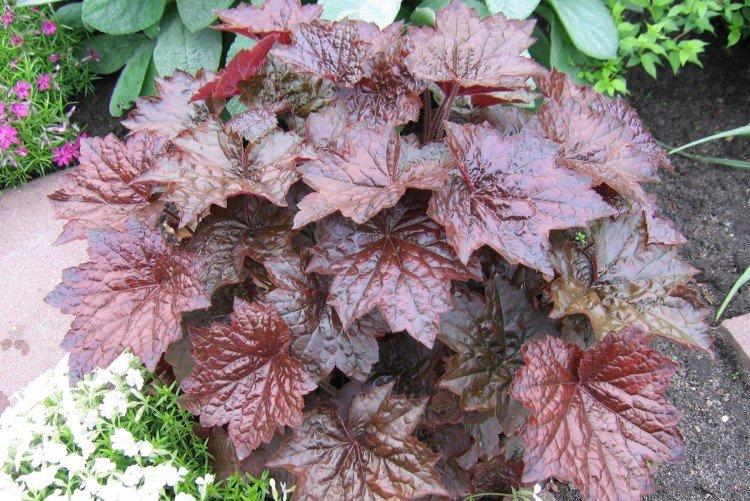 Heuchère à petites fleurs