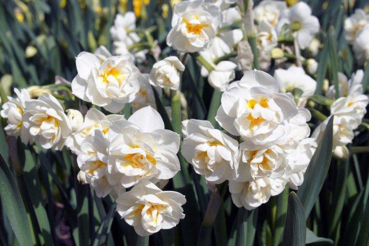 Jonquilles multiflores