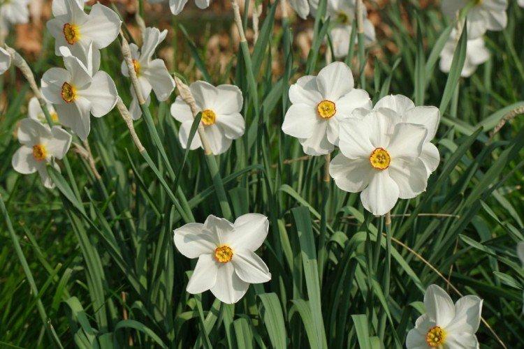 Jonquilles à petite couronne