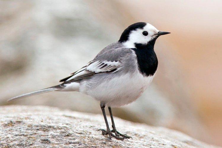 Bergeronnette printanière