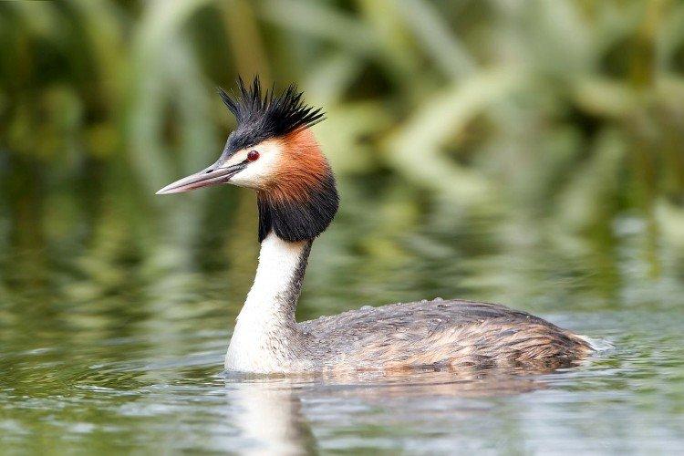 Gros champignon vénéneux