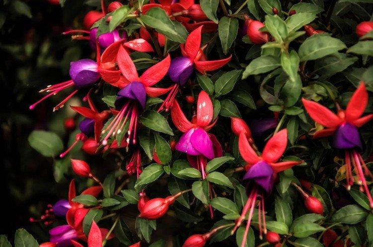 Fuchsia