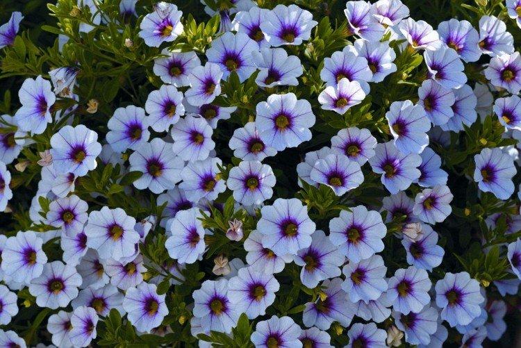 Calibrachoa