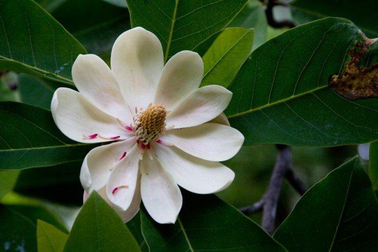 Magnolia - photo