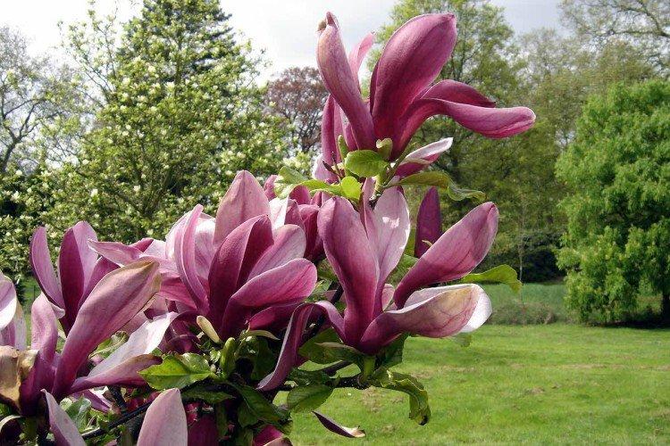 Magnolia - photo