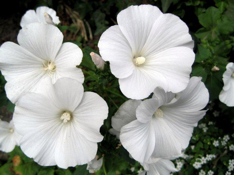 Engrais et alimentation