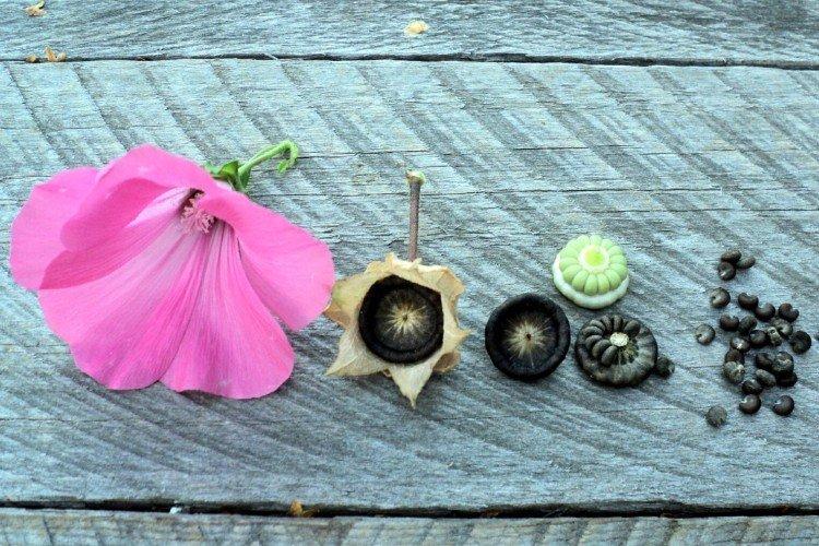 Plantation et sélection