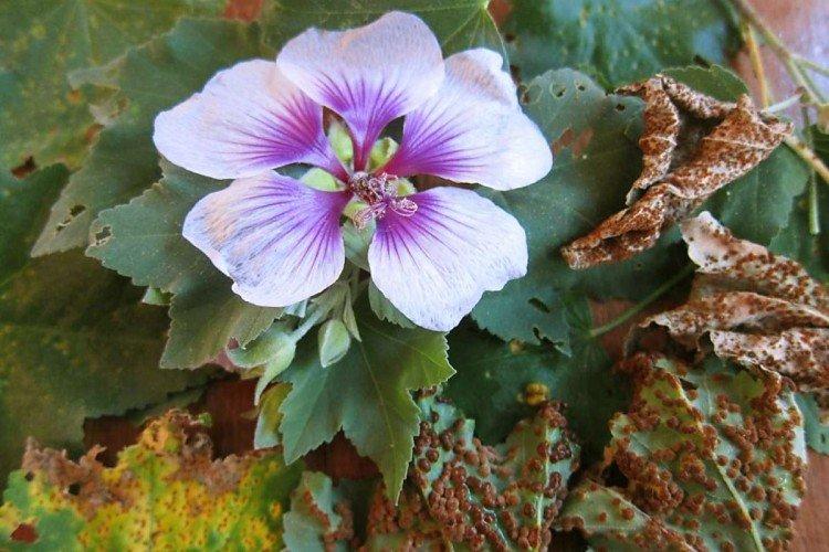 Lutte contre les parasites et les maladies