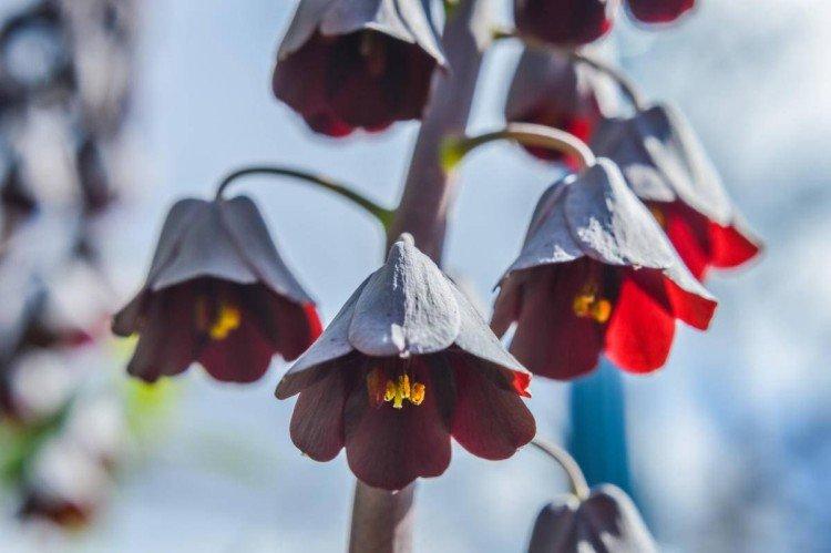 Tétras du noisetier - photo