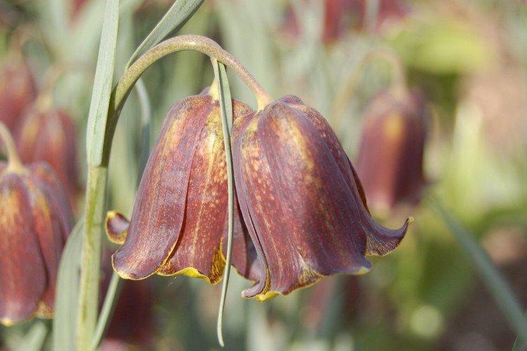 Tétras du noisetier - photo