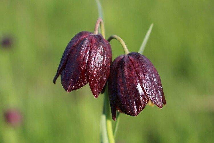 Tétras du noisetier - photo