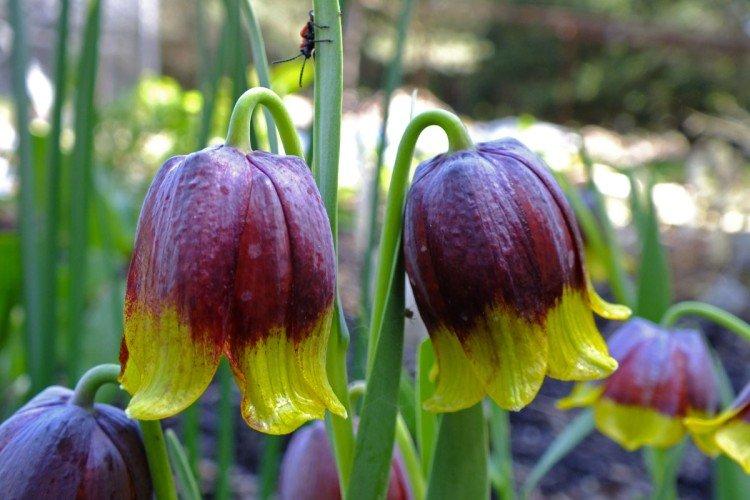 Grouse Mikhaïlovski