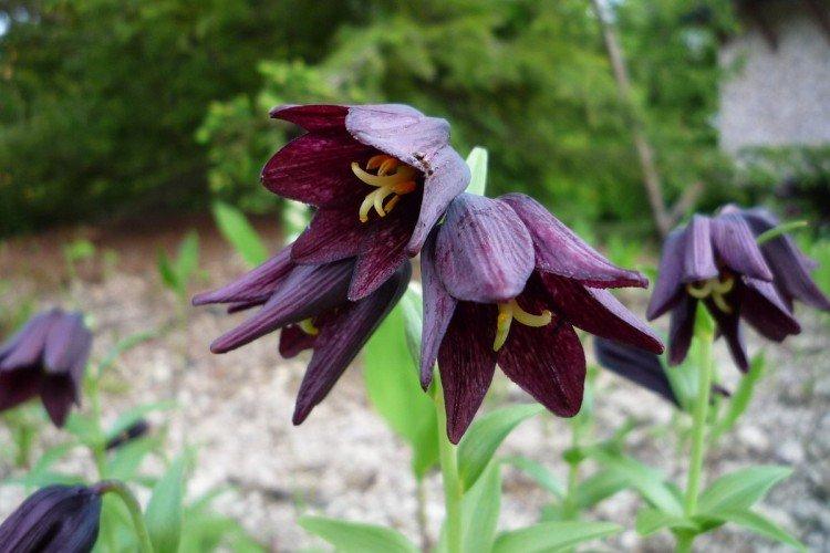 Le tétras du Kamtchatka