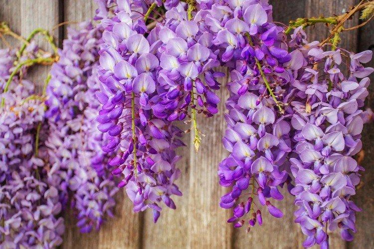 Glycine