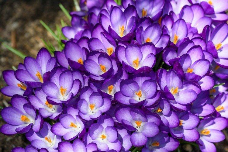 Crocus
