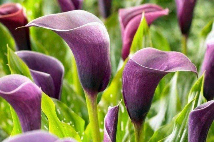 Calla violet
