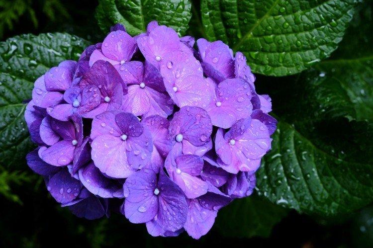 Hortensia