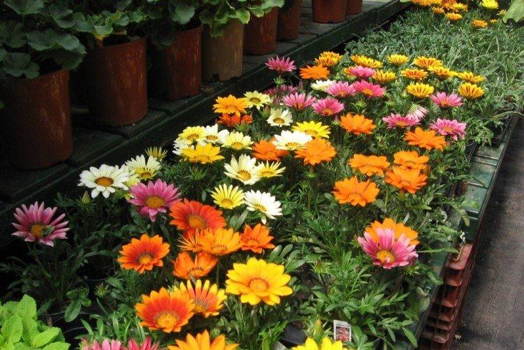 Pourquoi le gatsania ne fleurit-il pas ?