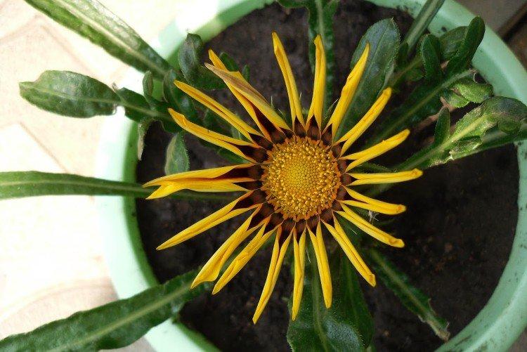 Lutte contre les parasites et les maladies