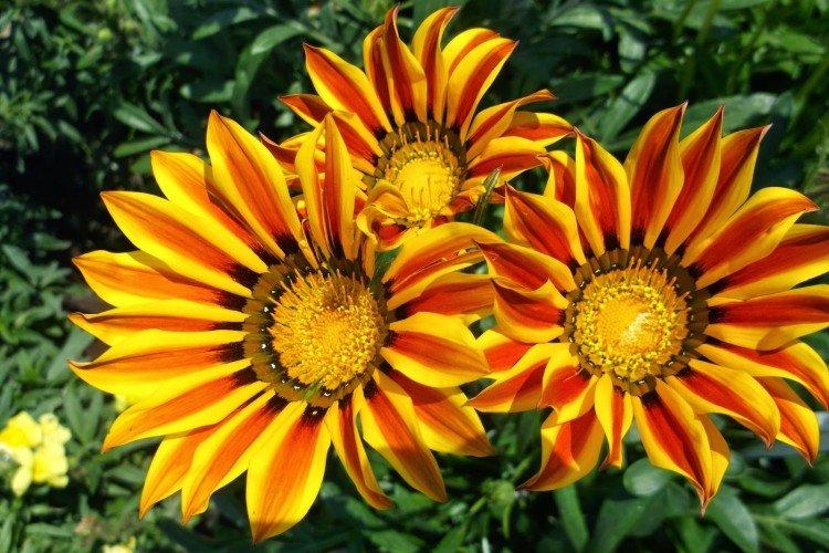 Écart à long fusil