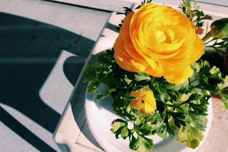 Plantation et sélection