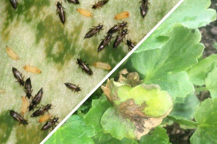 Lutte contre les parasites et les maladies