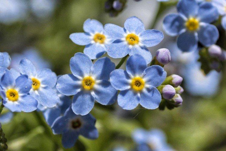 Forget-me-nots - photo