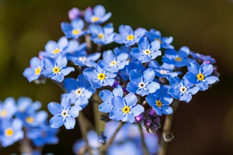 Forget-me-nots - photo