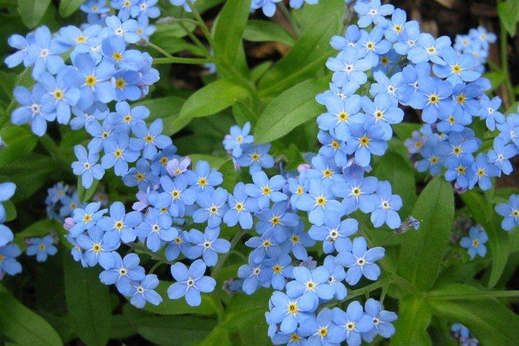 Forget-me-nots - photo